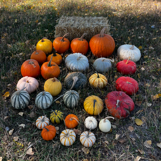 Small Porch Pumpkin Drop-Off (25+ Pumpkins)